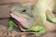 lizard-animal-reptile-636662.jpg