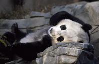 panda-bear-zoo-cute-wildlife-557177.jpg