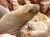 sea-lion-animal-creature-crawl-43190.jpg