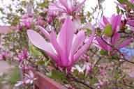 saucer-magnolia-magnolia-tree-997281.jpg