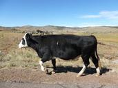 cow-field-graze-pasture-farmland-271500.jpg