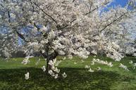 cherry-blossoms-flowers-cherry-217614.jpg