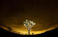 Joshua_tree_and_lights_from_Coachella_Valley_reflected_in_the_clouds.jpg