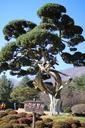 arboretum-wood-pine-blue-414597.jpg