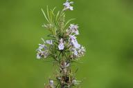 rosemary-blossom-bloom-248645.jpg