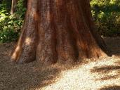 sequoia-tribe-bark-large-powerful-7465.jpg