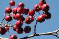 berries-red-plant-bush-201398.jpg