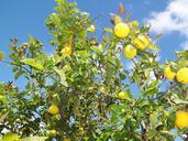 lemon-lemon-tree-fruit-610756.jpg