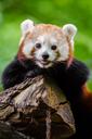 Red Panda (29709564516).jpg