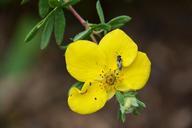 anemone-buttercup-false-flower-880197.jpg