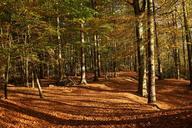 forest-deciduous-forest-trees-231654.jpg