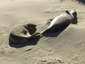 sea-lions-beach-sand-sunning-coast-621470.jpg