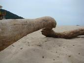 trunk-sand-mar-nature-195295.jpg