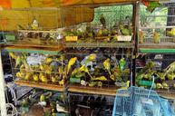 animals-birds-parakeets-market-215781.jpg