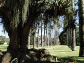 trunk-shadow-roots-palm-trees-path-1404347.jpg