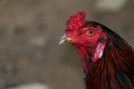 cockerel-rooster-chicken-male-cock-233704.jpg