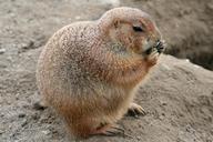 pet-rodent-guy-eat-eating-1061315.jpg