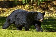 black-bear-bear-louisiana-937037.jpg