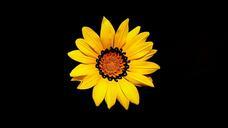 mother-s-day-flower-yellow-nature-677023.jpg