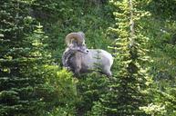 glacier-national-park-ram-animal-662208.jpg