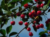 cherries-sour-cherries-morello-598170.jpg