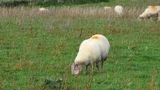 sheep-grass-field-1033934.jpg