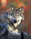 wolf-predator-canidae-canis-lupus-62898.jpg