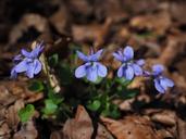 violet-viola-blossom-bloom-purple-1194848.jpg