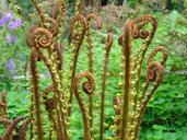 fiddlehead-fern-plant-odd-foliage-274840.jpg