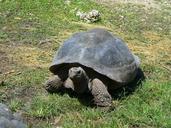 galapagos-tortoise-giant-tortoise-1105824.jpg