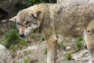 wolf-canis-lupus-european-wolf-1388613.jpg