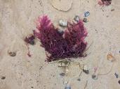 sand-seaweed-beach-1185294.jpg