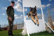 US_Navy_021113-N-0780F-002_Patrol_dog_obstacle_course.jpg