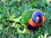 parrot-ara-colorful-birds-parrots-662351.jpg