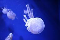 jellyfish-aquarium-983452.jpg