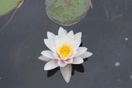 water-lily-pond-nature-433825.jpg