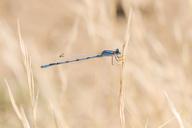 Damselfly.jpg