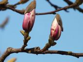 magnolia-nature-spring-flower-1316474.jpg