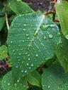 leaves-droplets-nature-water-clean-845591.jpg