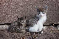 kittens-kitten-animals-cat-pet-1700474.jpg