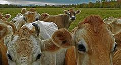 cows-bovine-cattle-animal-nature-570934.jpg