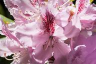 rhododendron-single-flower-blossom-348161.jpg