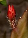 cactus-flower-close-1302333.jpg