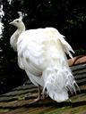 peacock-white-plumage-bird-nature-486047.jpg