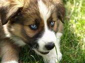 puppy-blue-eye-hybrid-young-dog-374957.jpg