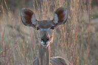 safari-africa-animal-national-park-1418832.jpg