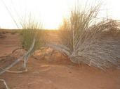 desert-sunset-bush-543080.jpg