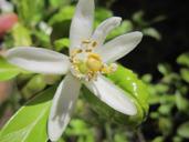 lemon-blossom-lemon-flower-bloom-1330031.jpg