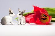 easter-bunny-tulip-spring-651674.jpg