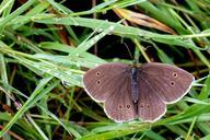 butterfly-chimney-sweep-satyrinae-405118.jpg